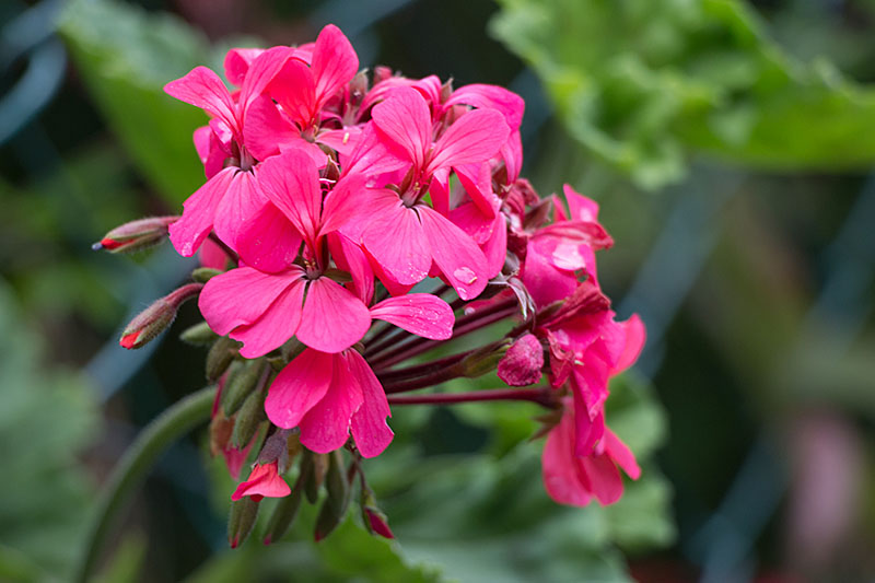 Schöne Blüten ...