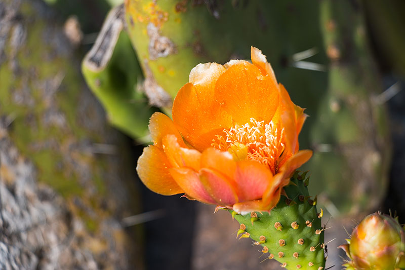 Schöne Blüten bringen die Kakteen auch hervor