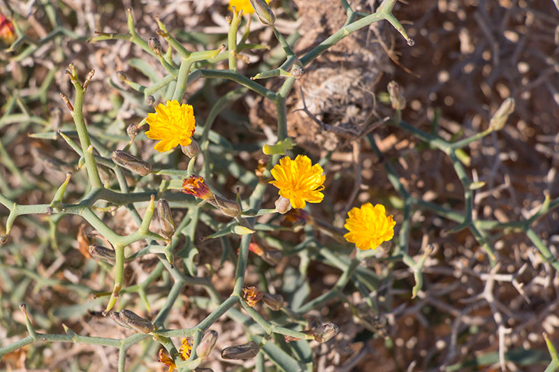 Bunte Blumen erfreuen das Herz