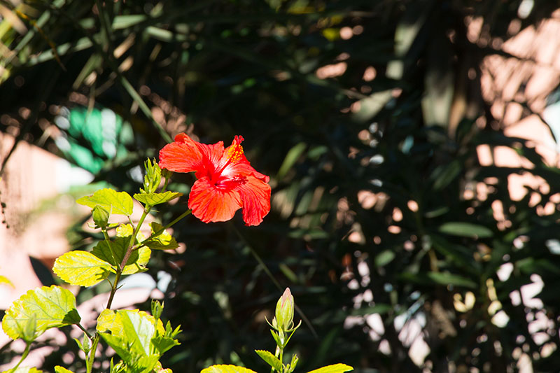 Hibiskusblüte