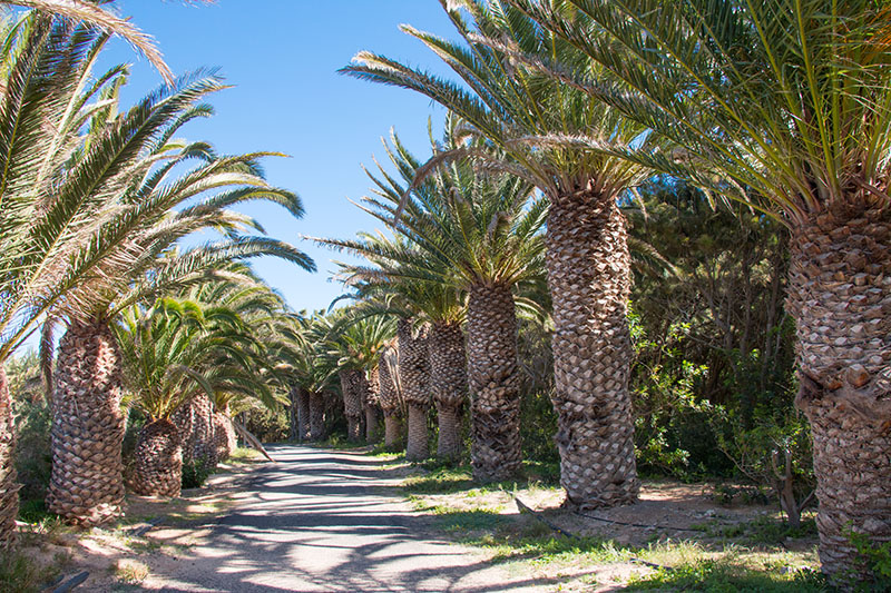 Palmenallee