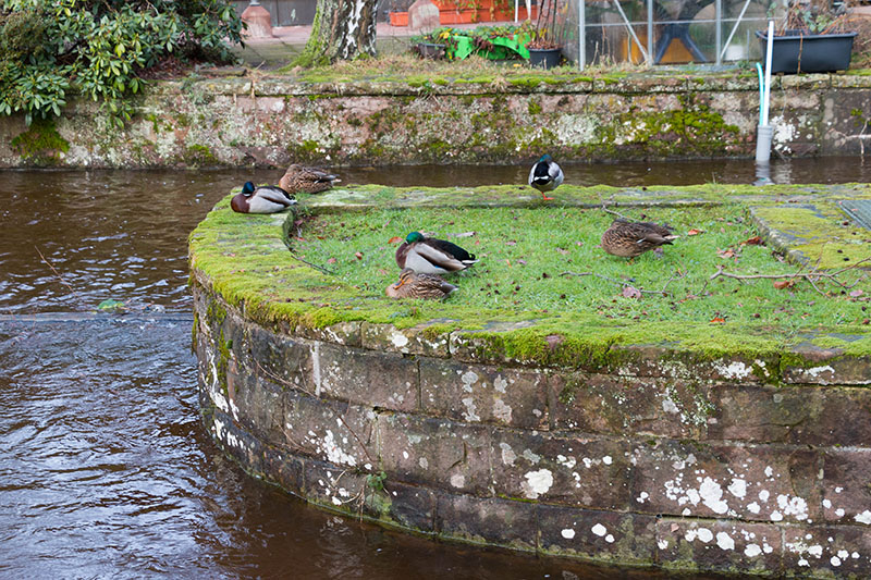 Auch die Enten warten auf besseres Wetter