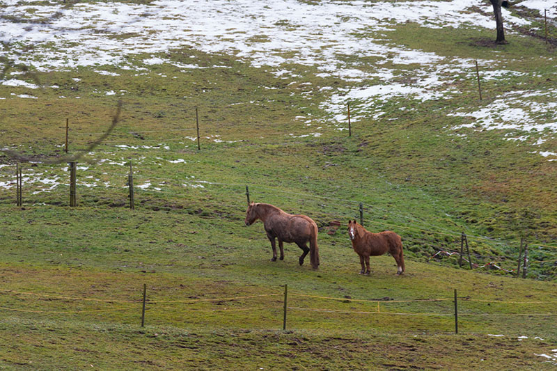 Zossen auf der Weide