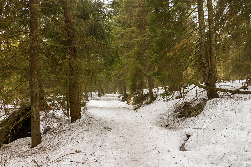 ... f&uuml;hren durch Wald und Hochmoor