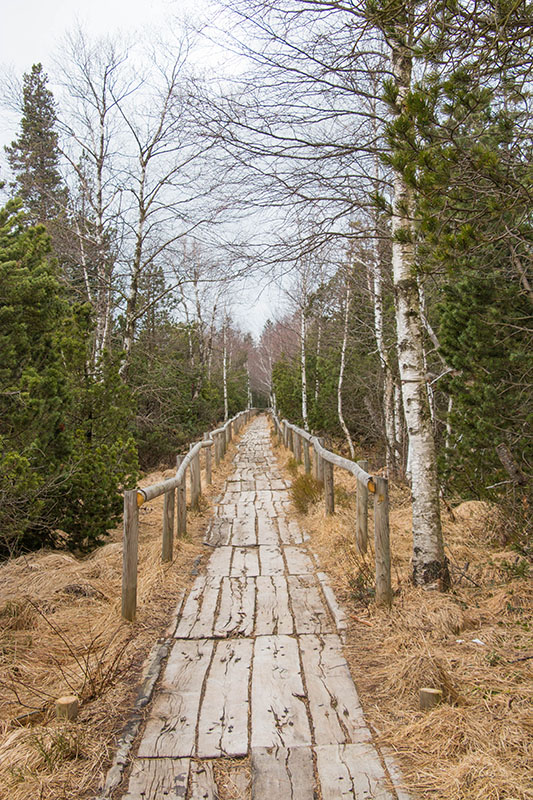 Schwellenweg durch das Wildseemoor