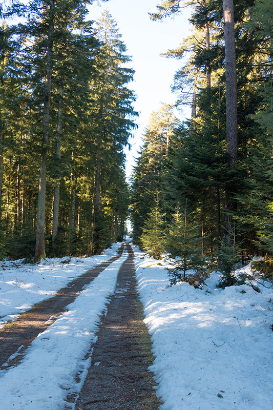 Durch den schattigen Wald ...