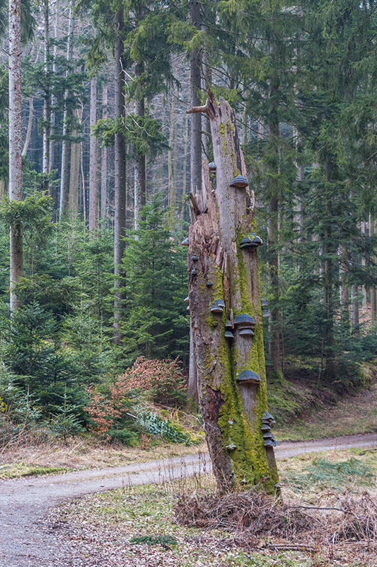 Den mit Baumpilzen bewachsene abgestorbene Baum, kannte ich schon von meinen Mountainbiketouren her