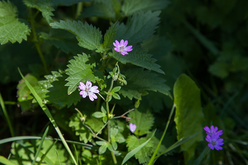 ... und zarte Bl&uuml;ten