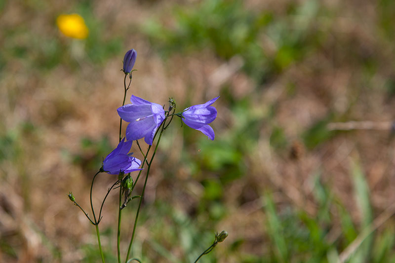 Überall findet man Blüten ...