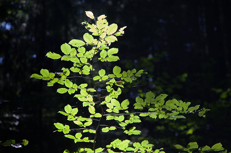 ... und leuchtende Blätter