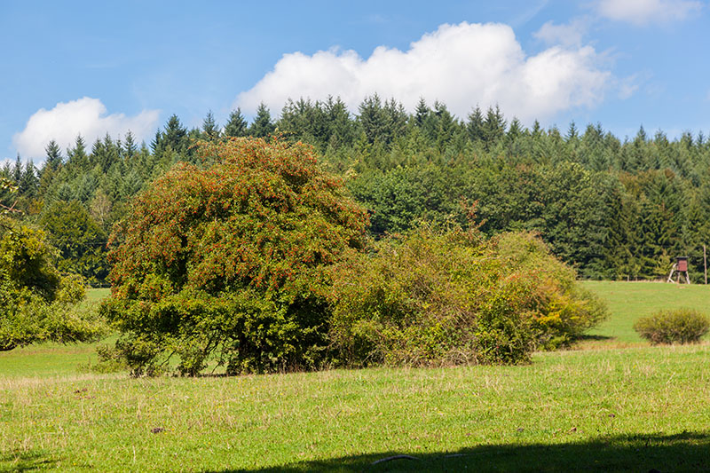 Die Äpfel an den Bäumen sind zwar rot, aber noch nicht reif