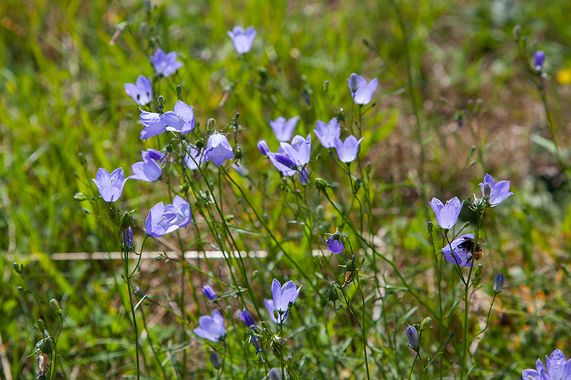 ... und ich die Blumen ...