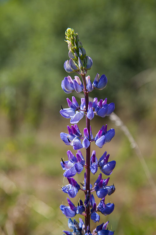 ... die hier &uuml;berall zu finden sind