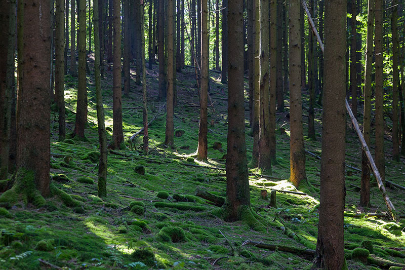Lichtstreifen im Wald