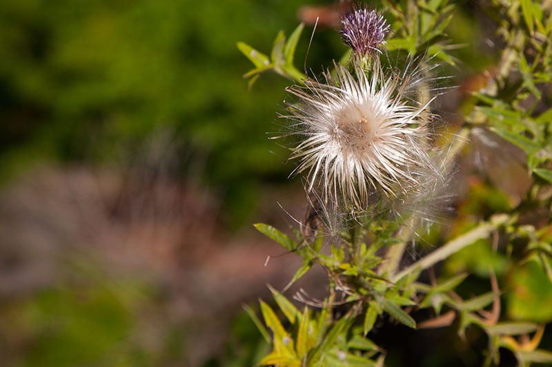 Neben stacheligen Disteln ...