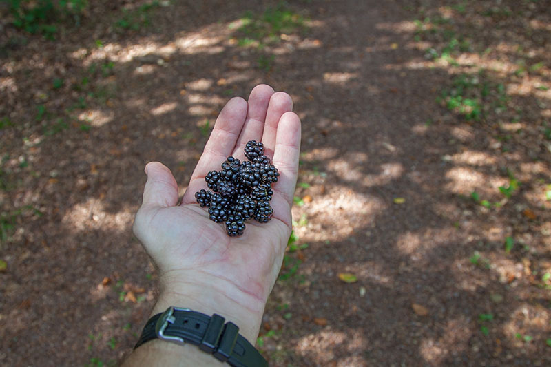 ... gibt es jede Menge Brombeeren
