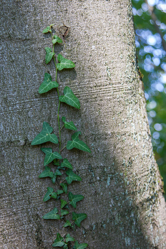 Efeu klettern den Baum hinauf