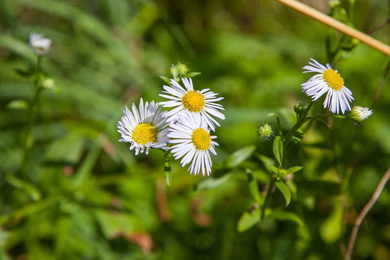 Da sind uns zarte Bl&uuml;ten lieber