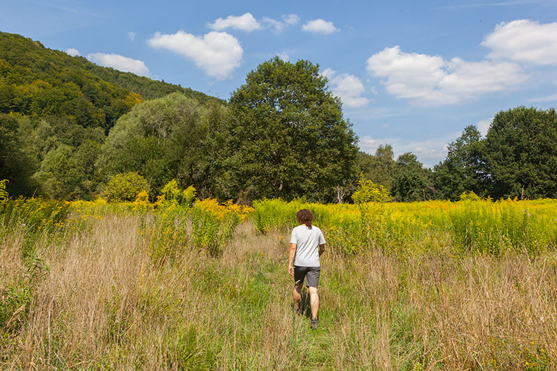 Die Blüten der leuchtenden Felder ...