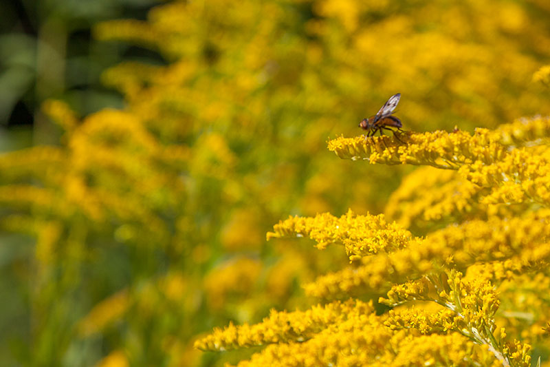 ... sind von zahlreichen Insekten belagert
