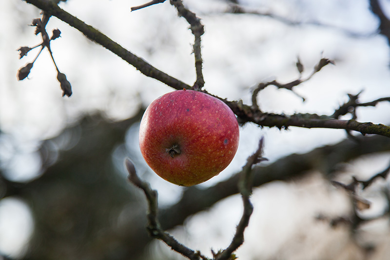 Die Äpfel sind reif