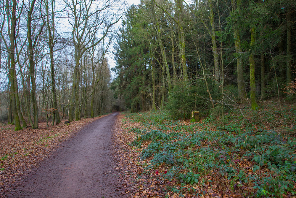 25. Dezember: Bei ca. +10°C sieht die Natur nicht gerade winterlich aus :-(