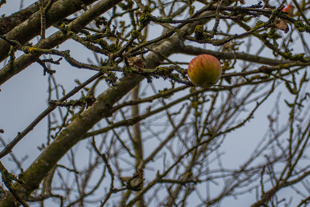 Einige wenige &Auml;pfel h&auml;ngen noch am Baum ...