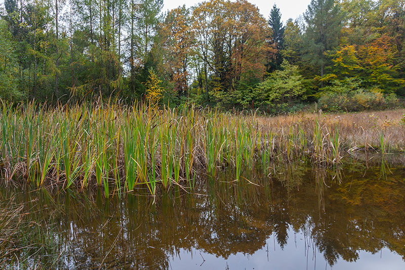 Weiher mit Schilf und Rohrkolben