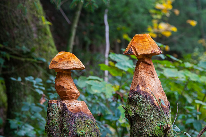 Ziemlich verholzt, diese Pilze ;-)