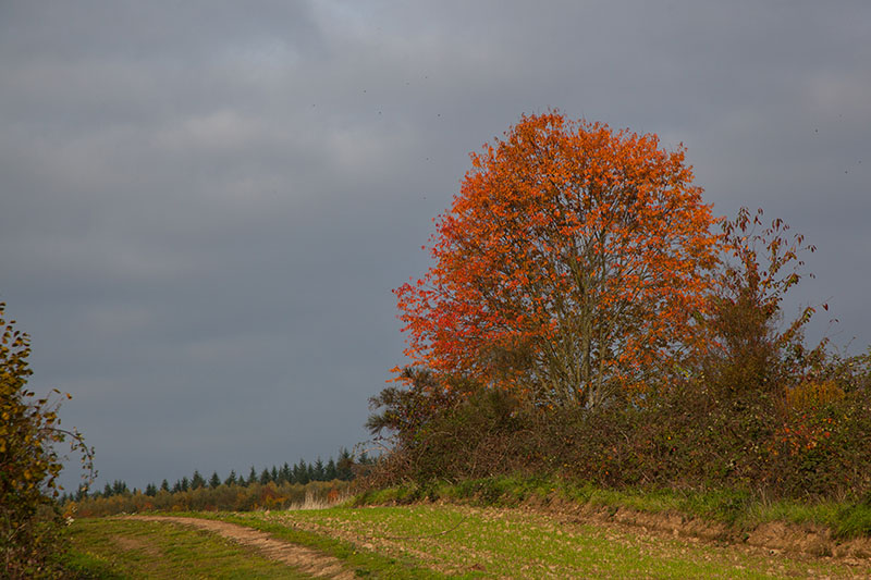 Herbstlich geschm&uuml;ckter Baum
