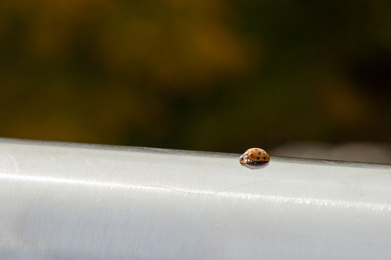 Einer von vielen Marienk&auml;fer auf dem Gipfel