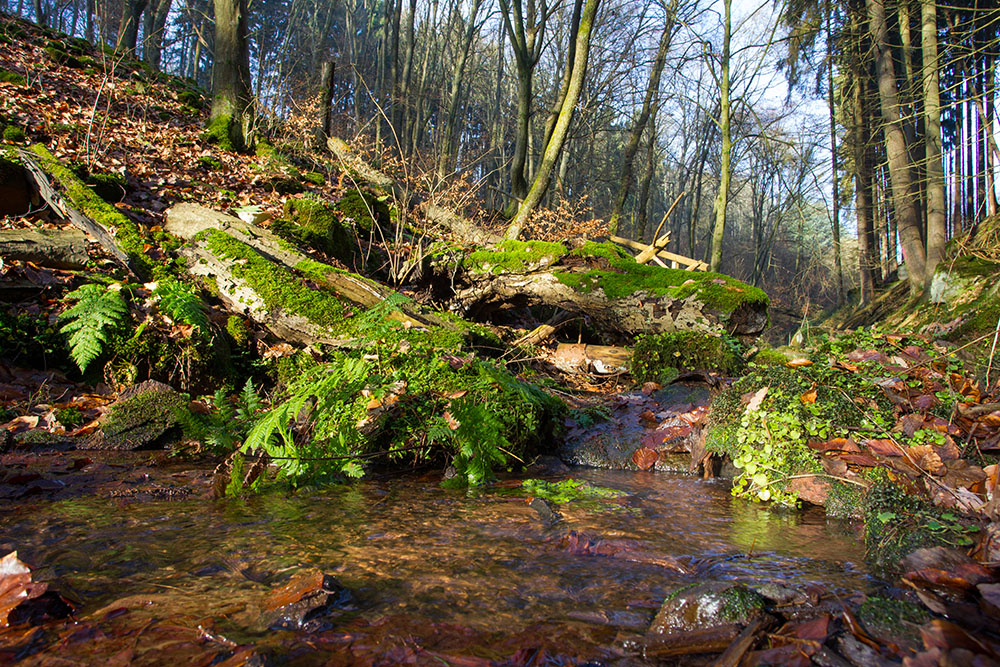 Leuchtendes Moos am Bach