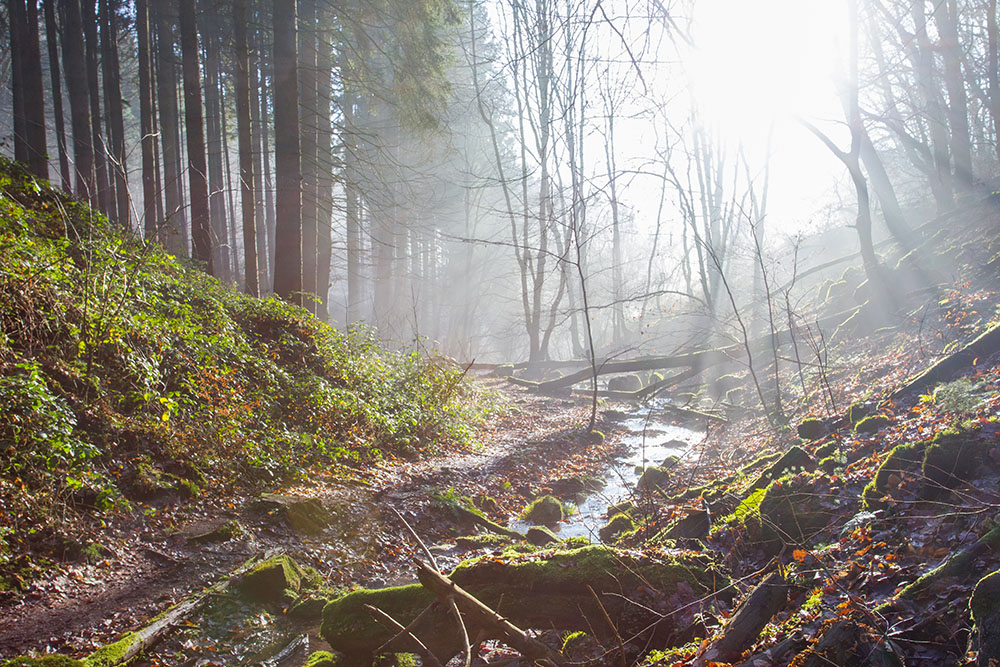 Im Tal ist es noch neblig