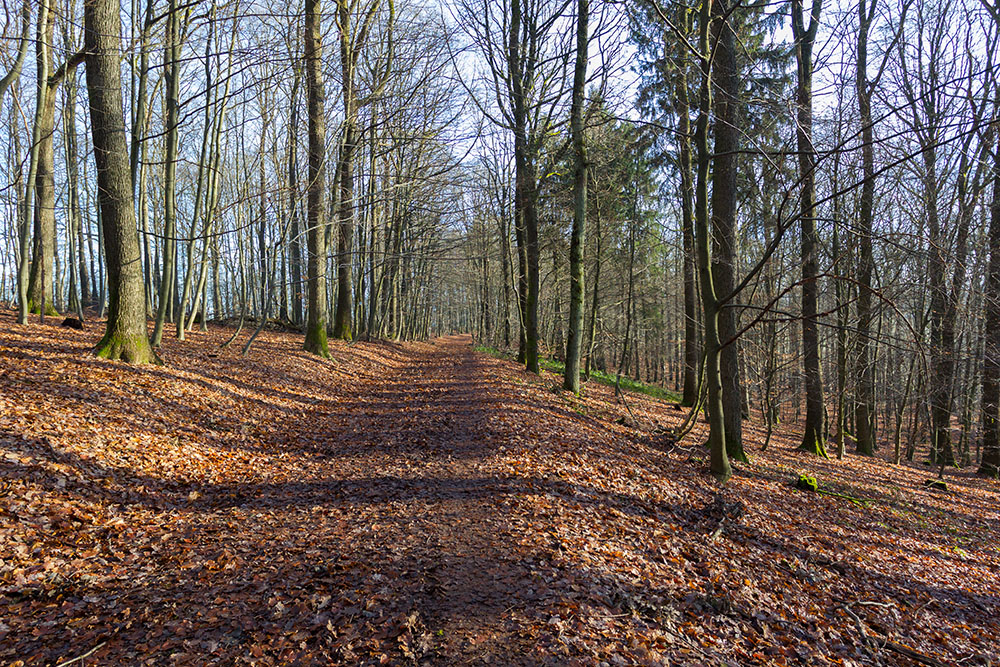 Leuchtendes Moos am Bach