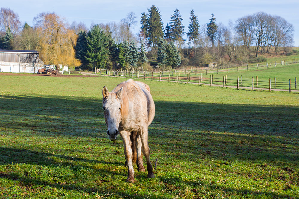 Pferdle auf der Weide