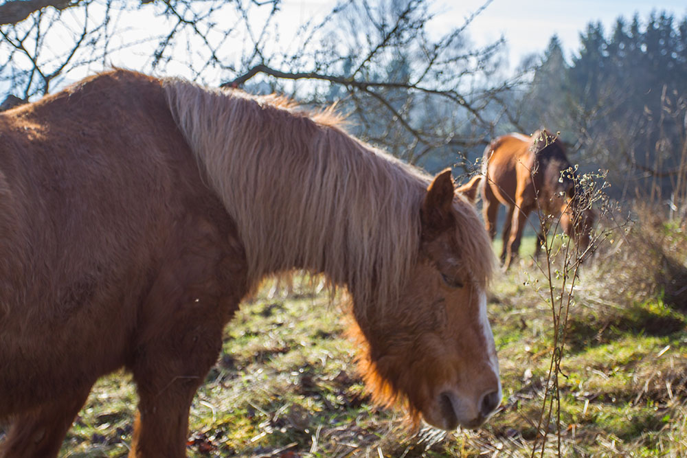 Noch ein paar Pferdle