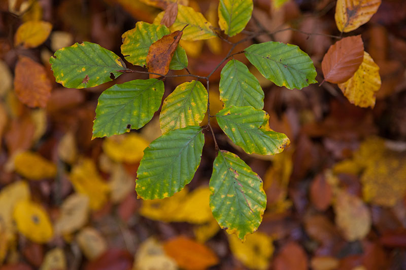 Die Blätter verfärben sich ...