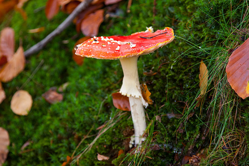 Der obligatorische Pilz ;-)