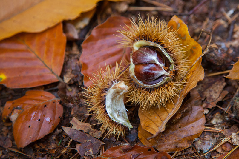 Unser eigentlicher Beweggrund f&uuml;r diese Tour: Maronen sammeln