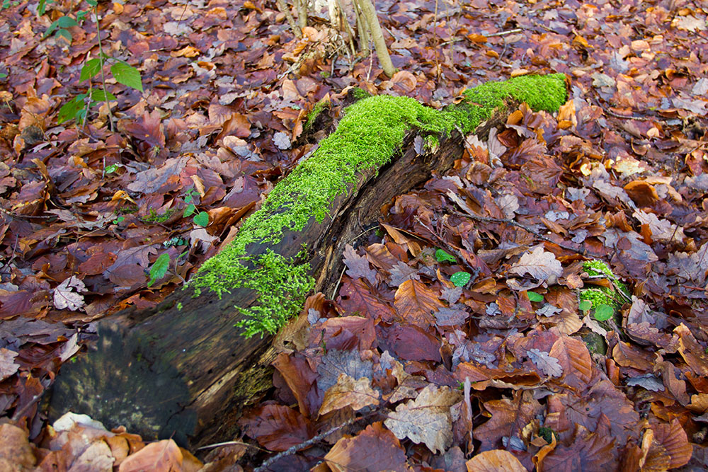 Grün leuchtendes Moos auf dem braunen Blätterteppich