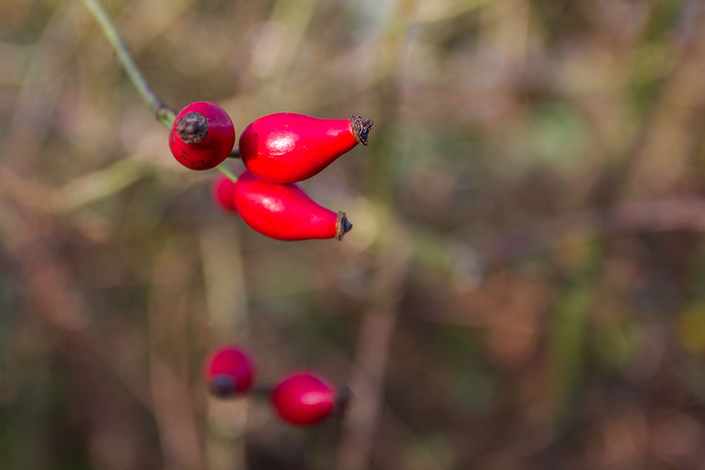 Leuchtende Hagebutten