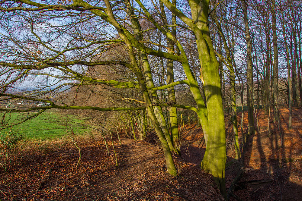 Die B&auml;ume scheinen ihre &Auml;ste nach uns auszustrecken
