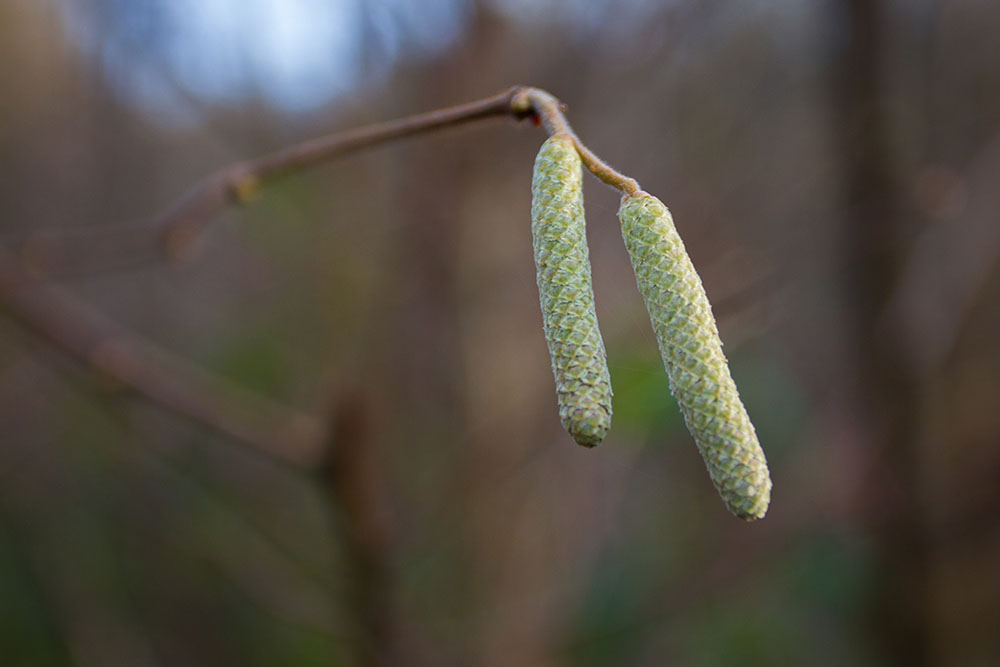 Der Hasel juckt schon in der Nase