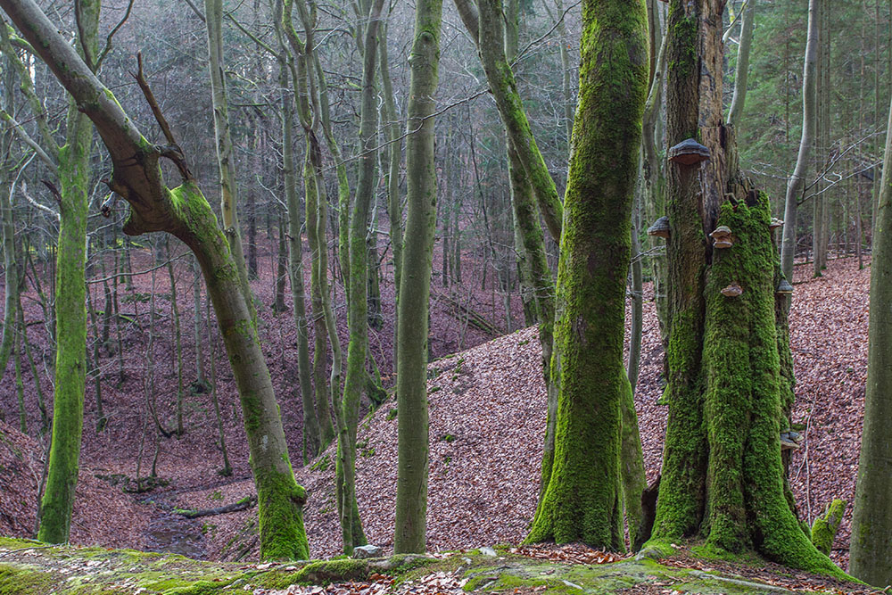 Fast wie im M&auml;rchenwald