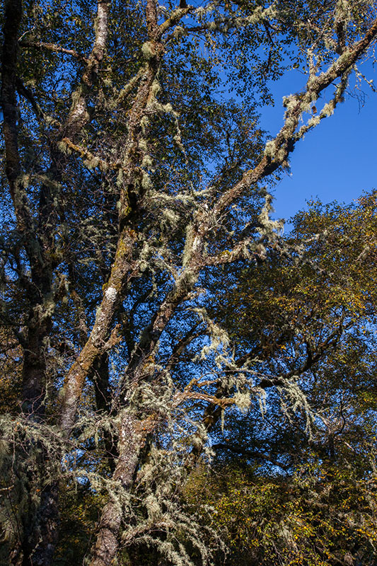 Spanish Moss hängt an den Bäumen