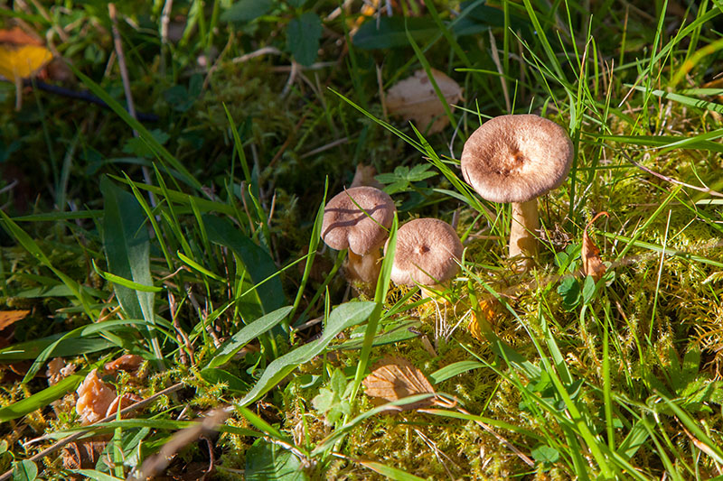 Die Pilze sonnen sich ;-)