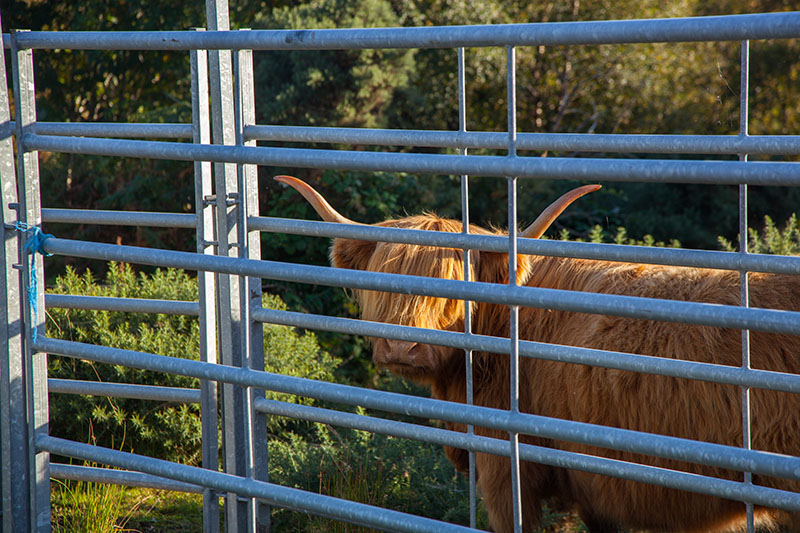 Wolliges Rind (zum Glück hinter Gittern)