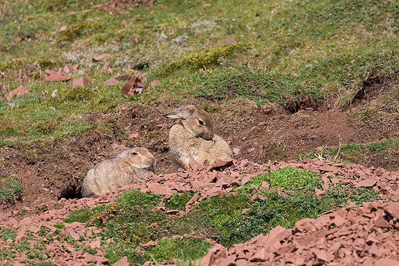 Es wird geruht und sich geputzt