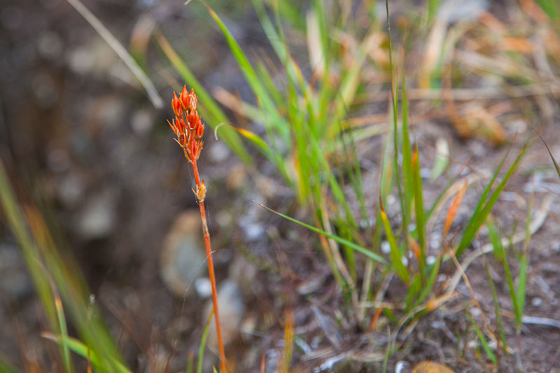 Zarte Pflanze in rauer Natur