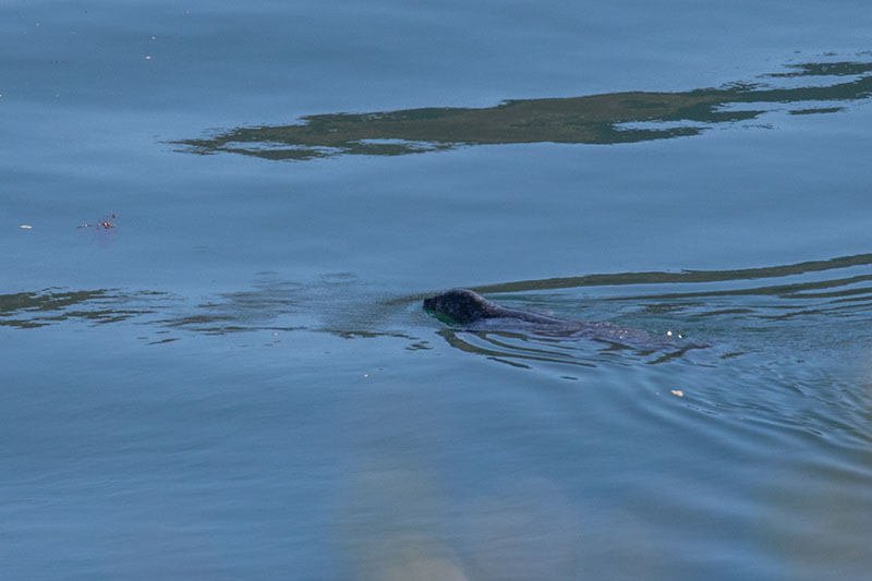 ... lassen sich blicken